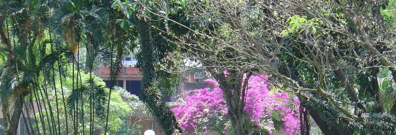 Árvores e primavera florida na AABB Sede Sul, no Jardim São Luís